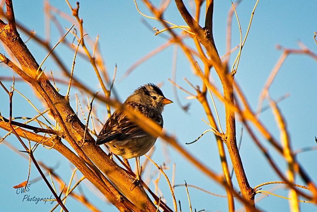 03-05-2021-CR-_D7K5386-ON1.jpg