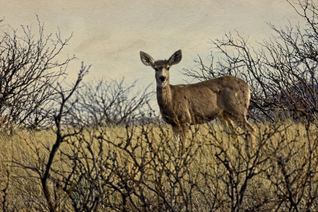 03-09-20-cr-_D7K2053-ON1.jpg