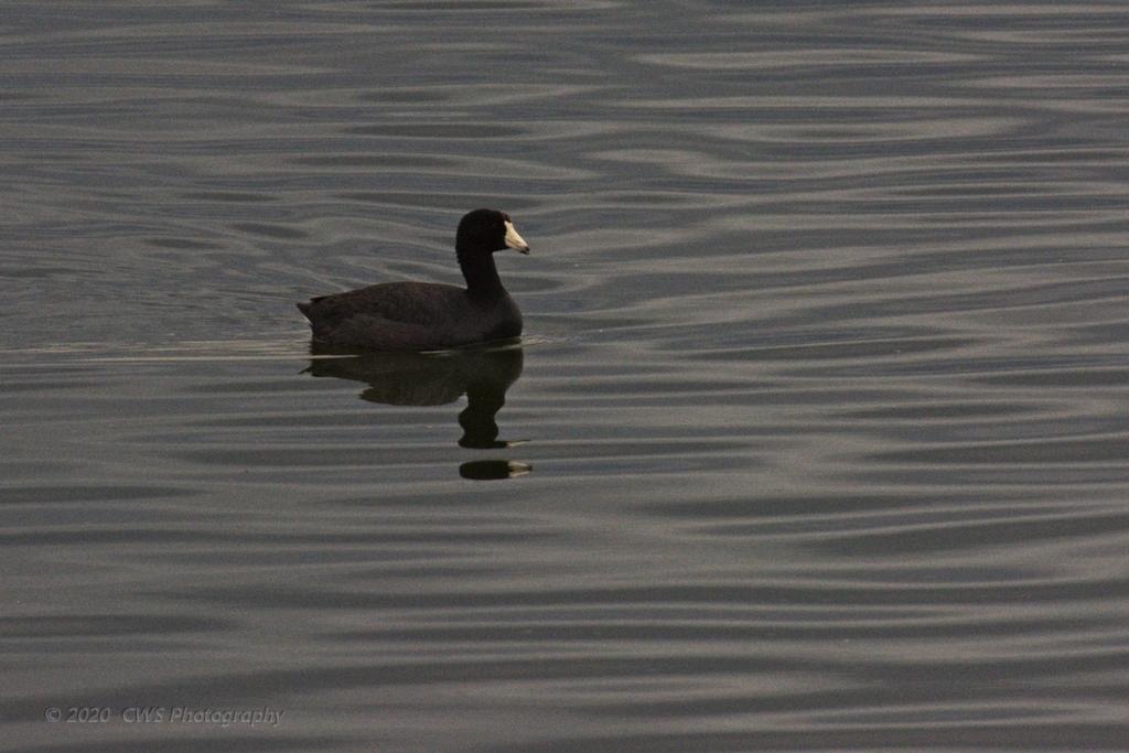 03-10-20-cr-_D7K2073-ON1.jpg