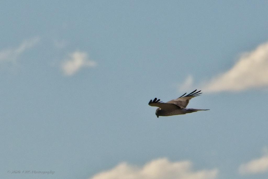 03-14-20-cr-_D7K2099-ON1.jpg