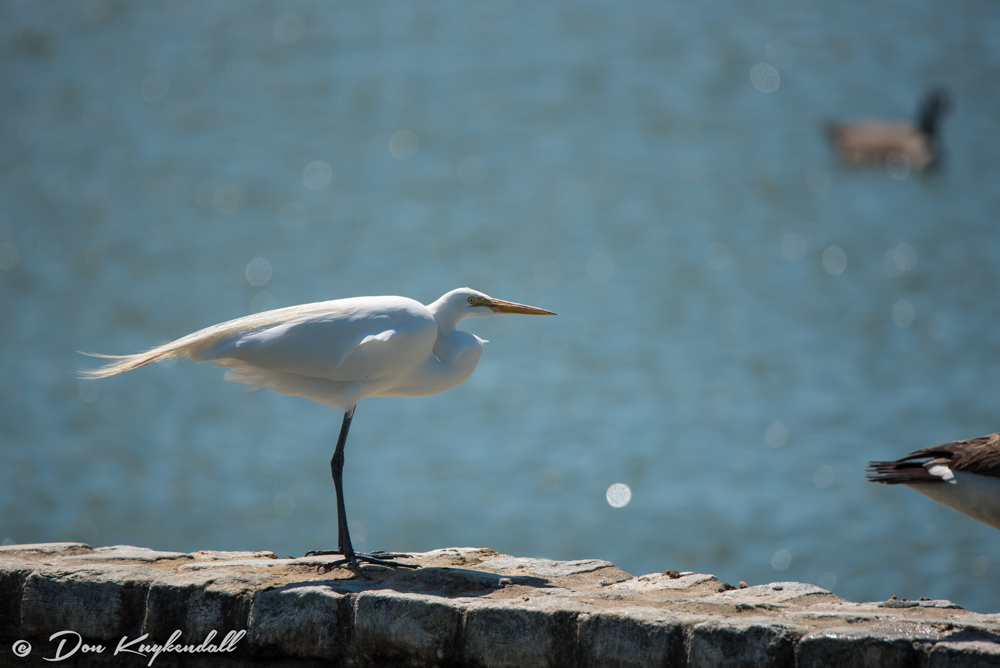 03-20-16_0030 NIKON D750 600 mm 1-2000 sec at f - 6.7 ISO 320.jpg