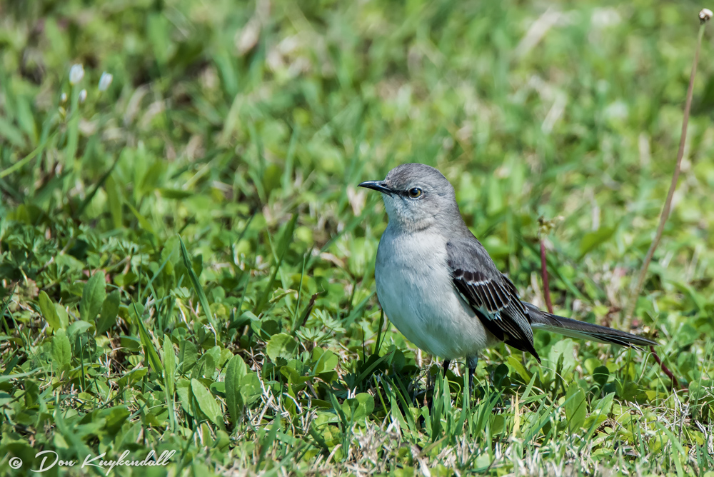 03-20-16_0047-Edit-Edit NIKON D750 600 mm 1-2000 sec at f - 6.7 ISO 1600.jpg