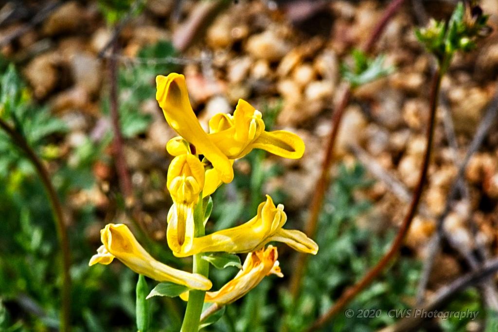 03-20-20-cr_7501921-ON1.jpg