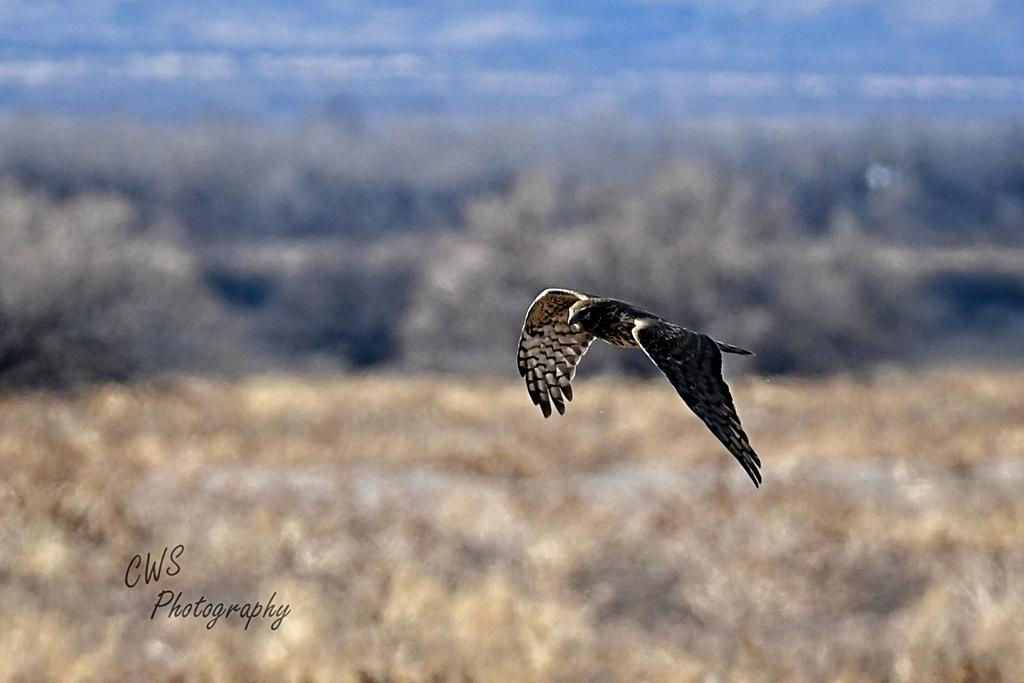 03-20-21-CR-D50_0073-ON1.jpg