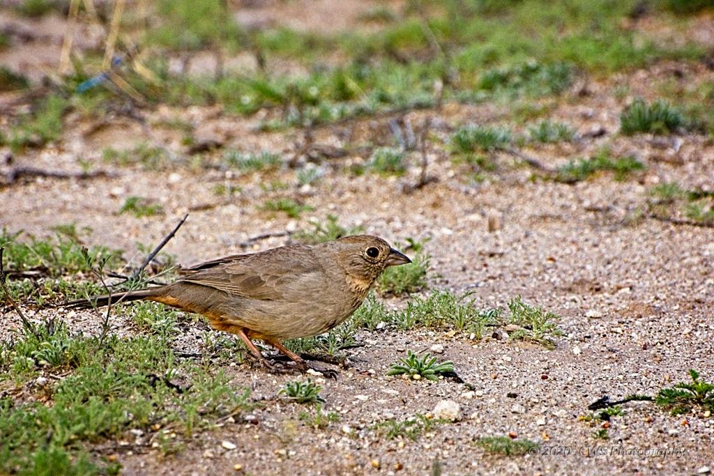 03-25-20-cr_D7K2137-ON1.jpg