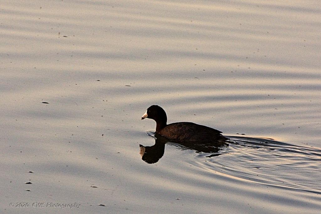 03-30-20-cr_D7K2178-ON1.jpg