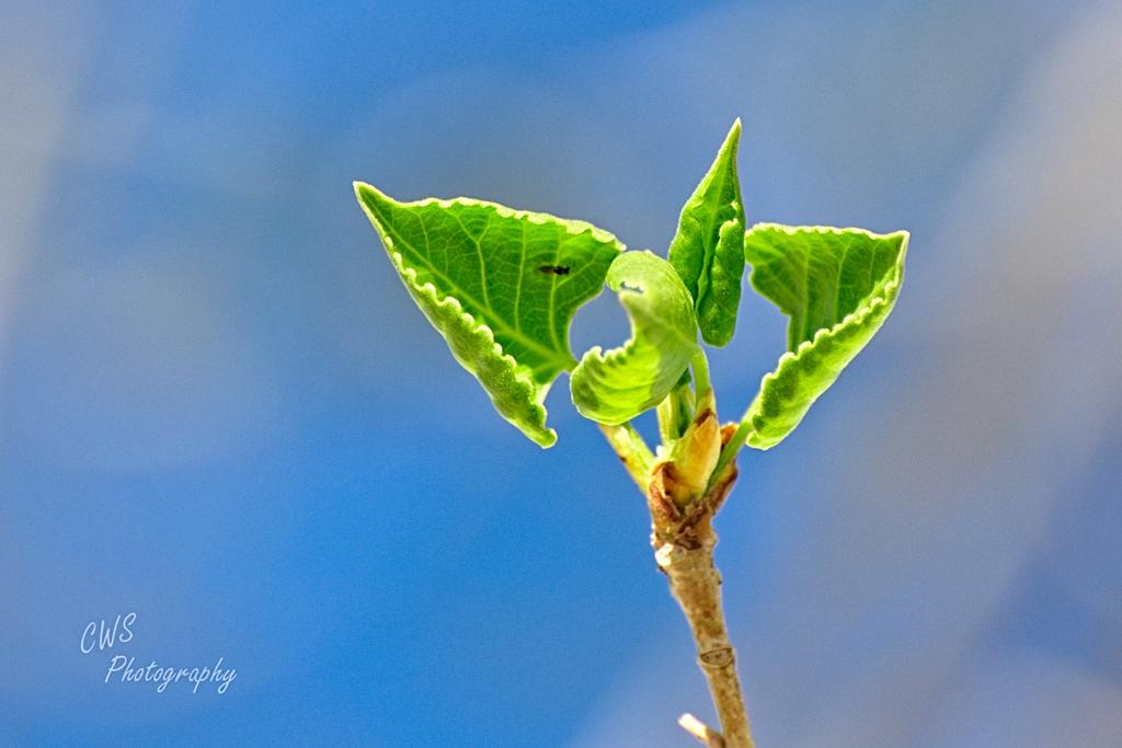 04-01-21-CR_D500168-ON1.jpg