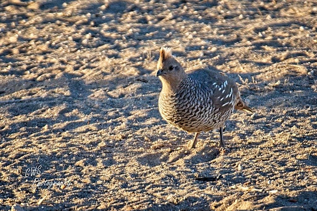 04-12-21-CR_D500417-ON1.jpg