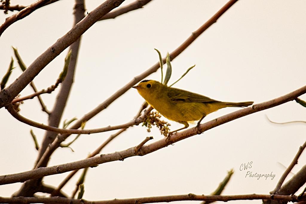 04-14-21-CR_D500492-ON1.jpg