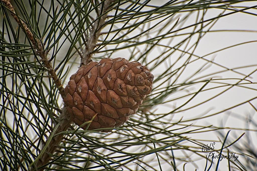 04-18-21-CR_D500525-ON1.jpg