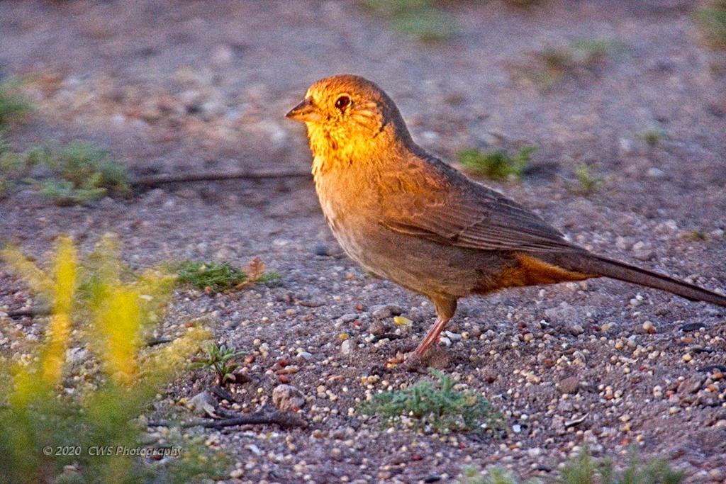 04-20-20-cr_D7K2444-ON1.jpg