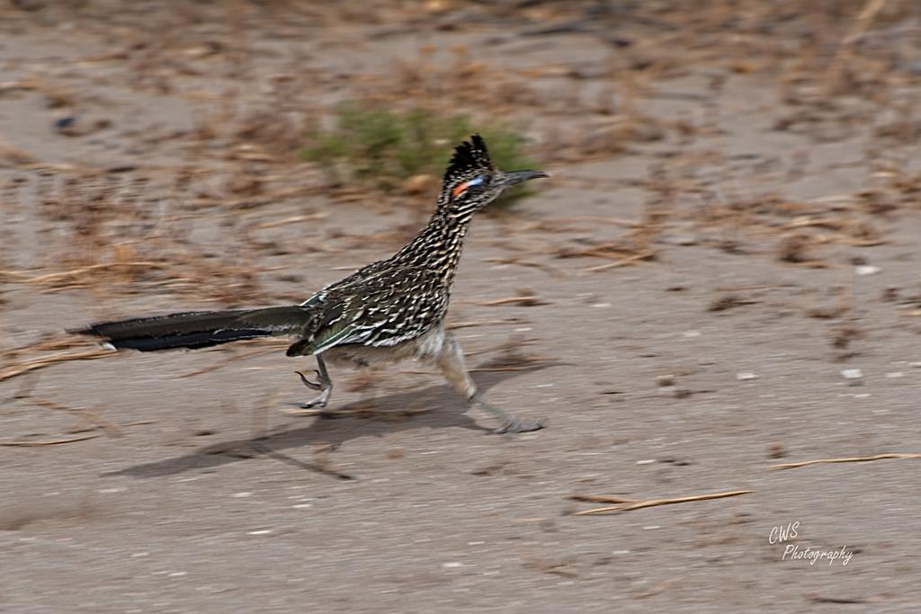 04-28-21-CR_D500670-ON1-RD copy.jpg