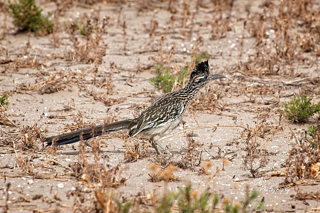 04-28-21-CR_D500673-ON1-RD.jpg