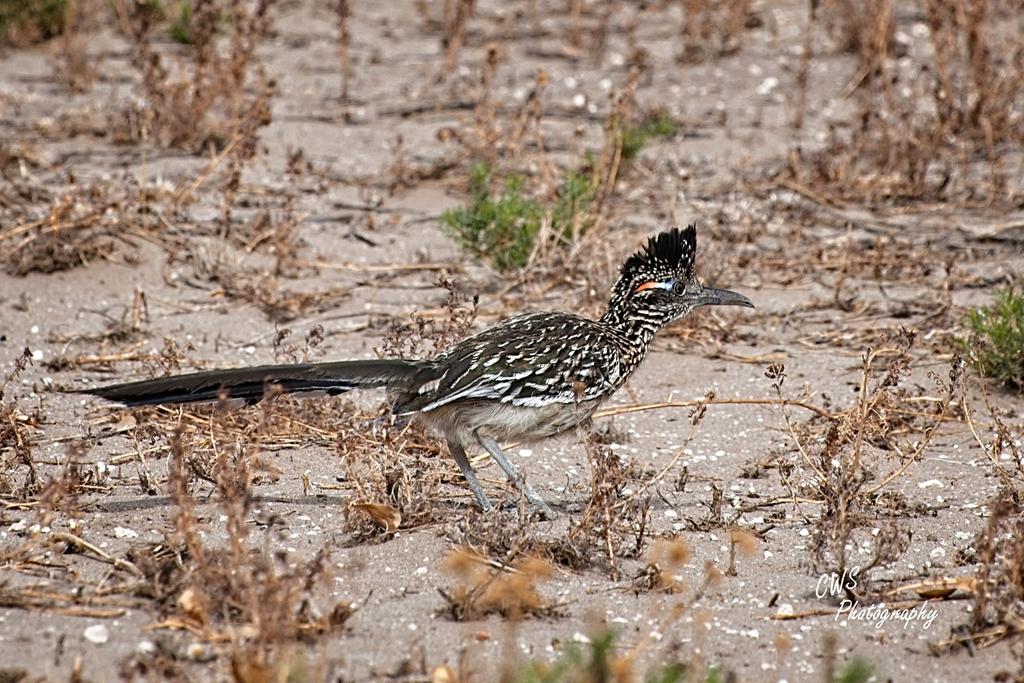 04-28-21-CR_D500674-ON1-RD.jpg
