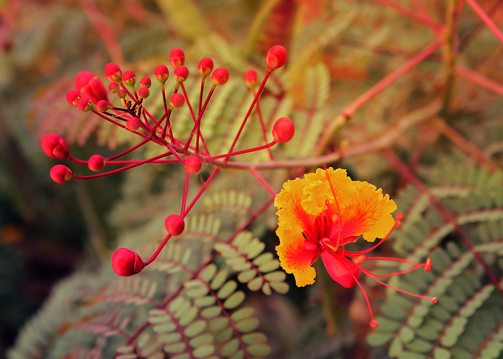 04 September 2015 - Don't Get Yer Bloomers in a Twist.jpg