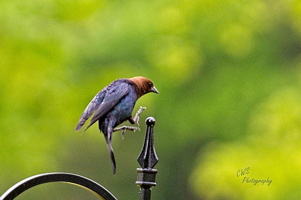 05-16-21-CR_D500838-ON1.jpg
