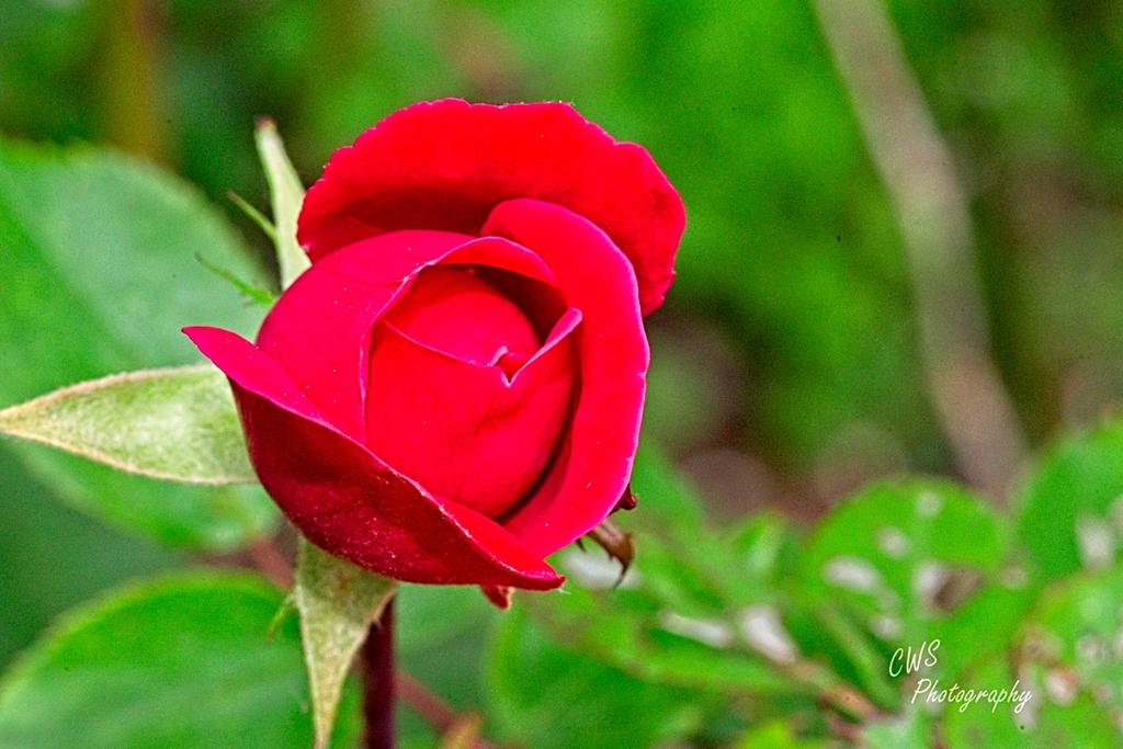 05-18-21-CR_7504507-ON1.jpg