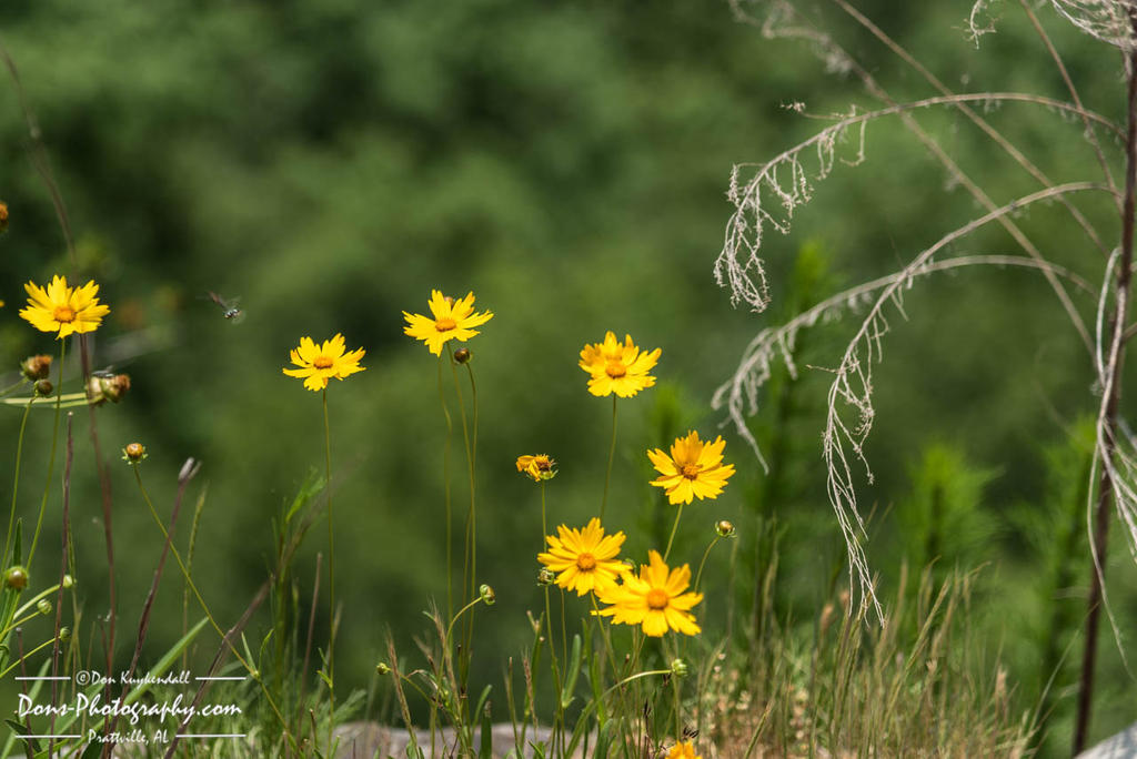 05-19-2017_0267-Edit.jpg