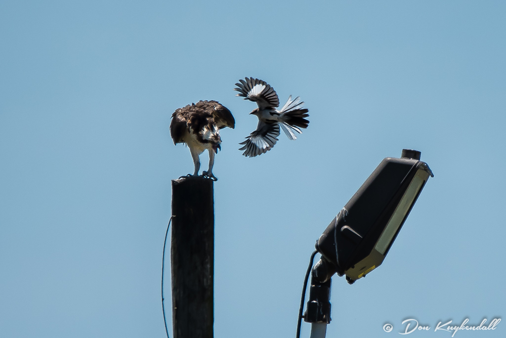 05-23-16_0111-Edit NIKON D750 600 mm 1-3000 sec at f - 6.3 ISO 800.jpg