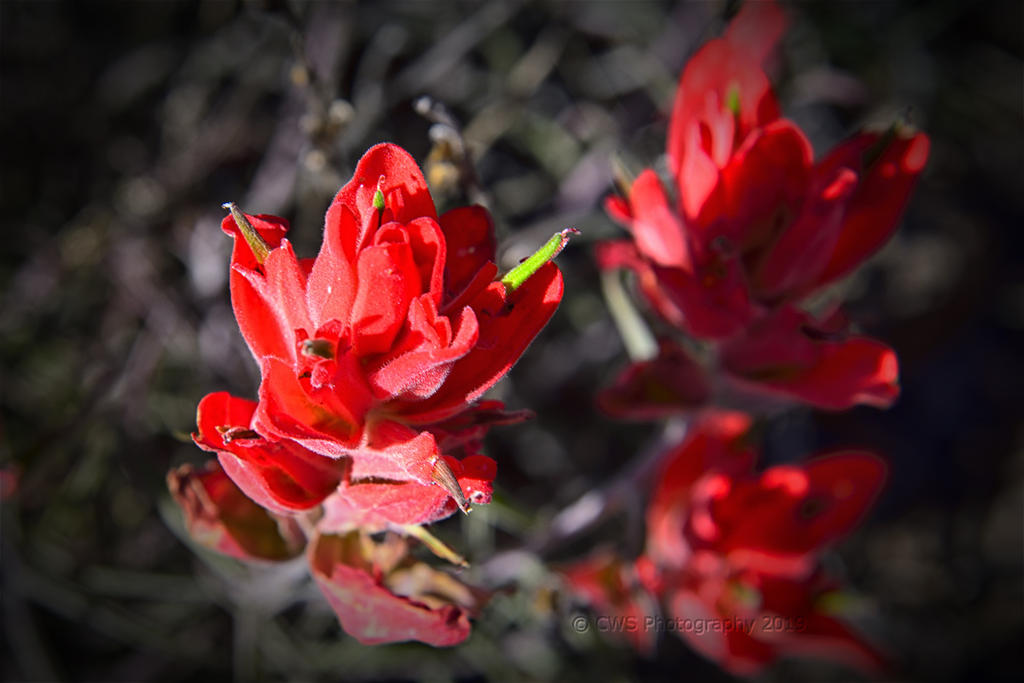 05-25-19-cr__7509650.jpg