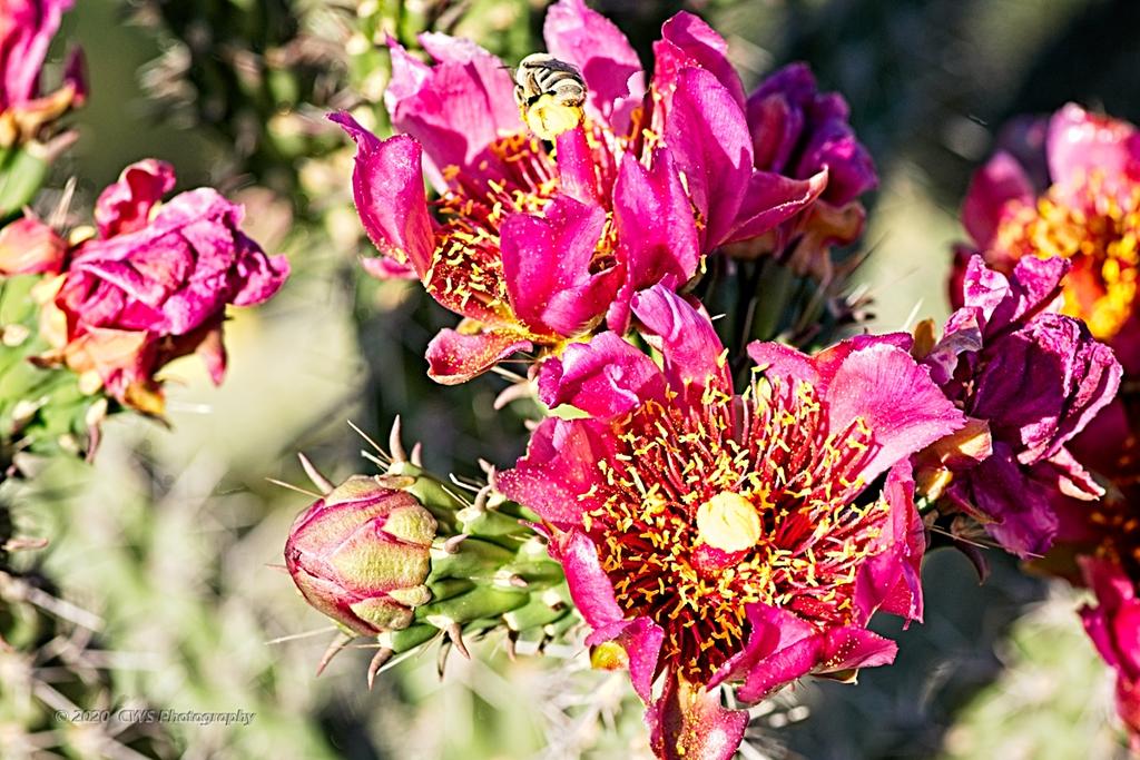 05-25-20-cr_7502370_Focus-ON1.jpg