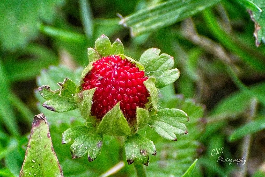05-27-21-CR++_D500906-ON1.jpg