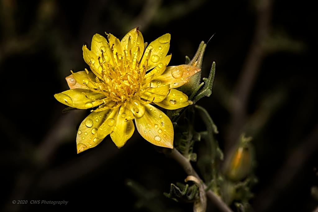 06-05-20-cr_7502433_Focus-ON1.jpg
