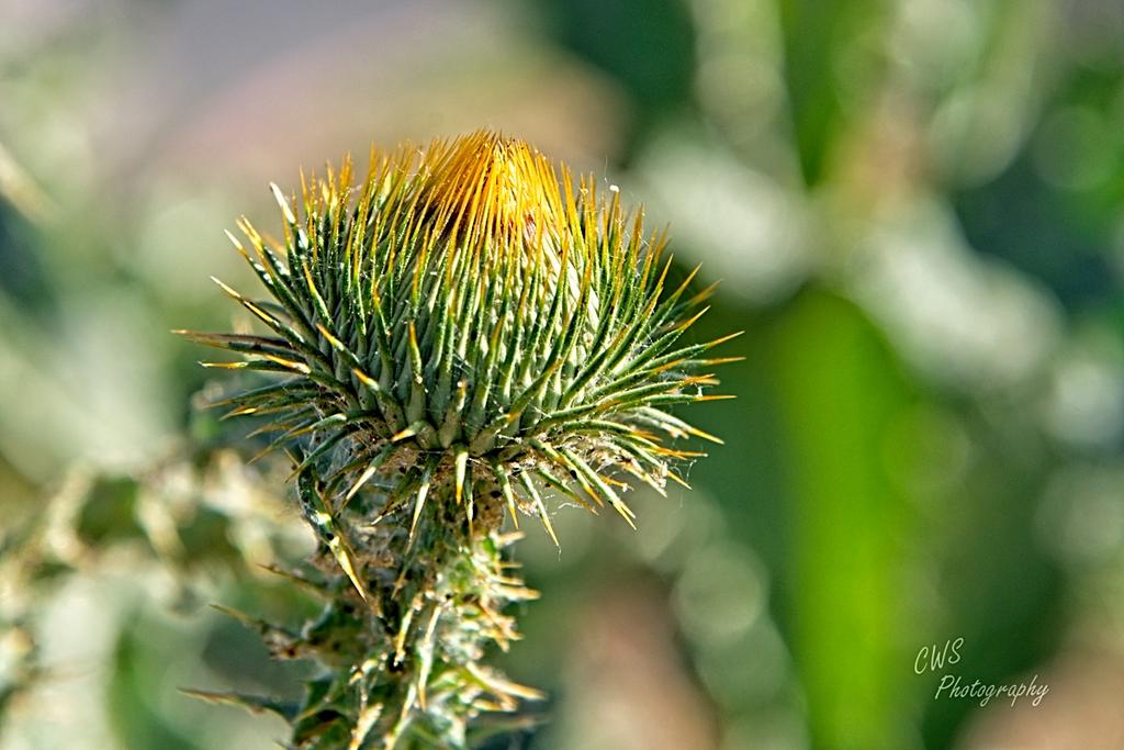 06-10-21-CR-_7504949-ON1.jpg