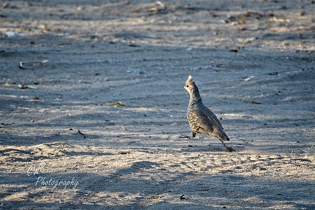06-20-21-CR-_D501283-ON1.jpg