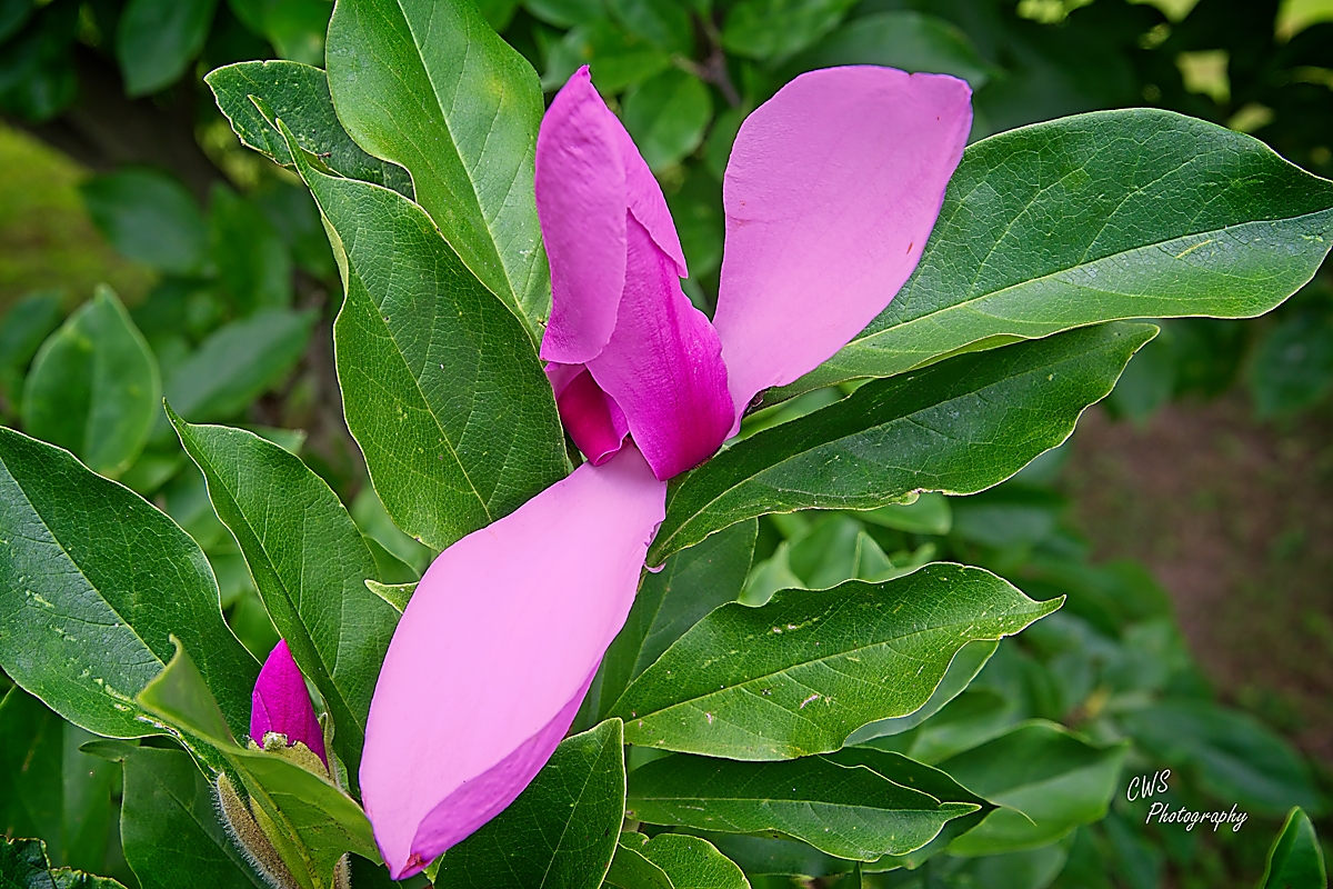 07-06-2025_7508339-ON1-CR .jpg