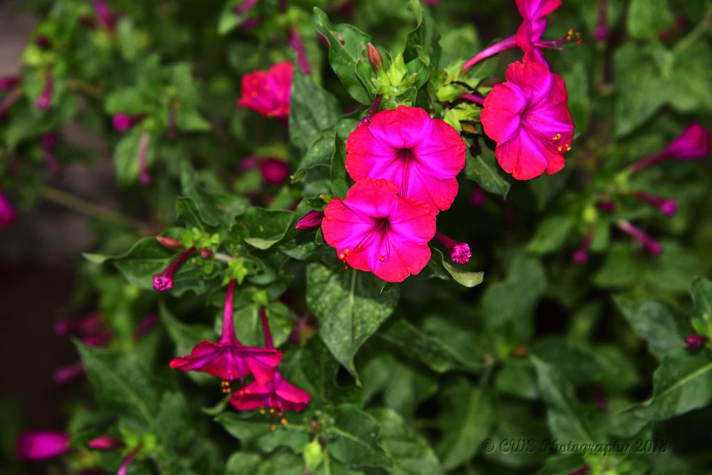 07-14-18-cr__7506598.jpg