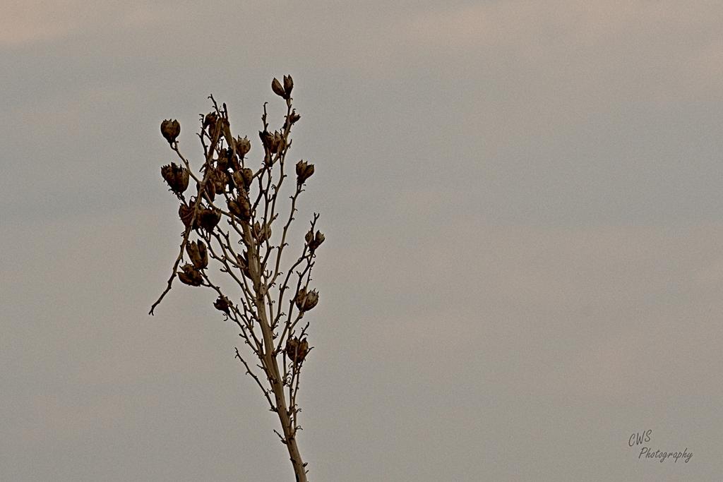 07-22-21-CR-_D501606-ON1.jpg