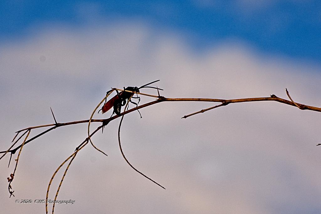 07-26-2020-cr_D7K3592-ON1.jpg