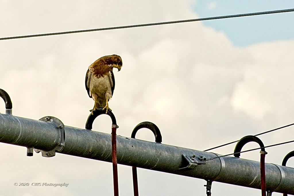 07-26-2020-cr_D7K3599-ON1.jpg