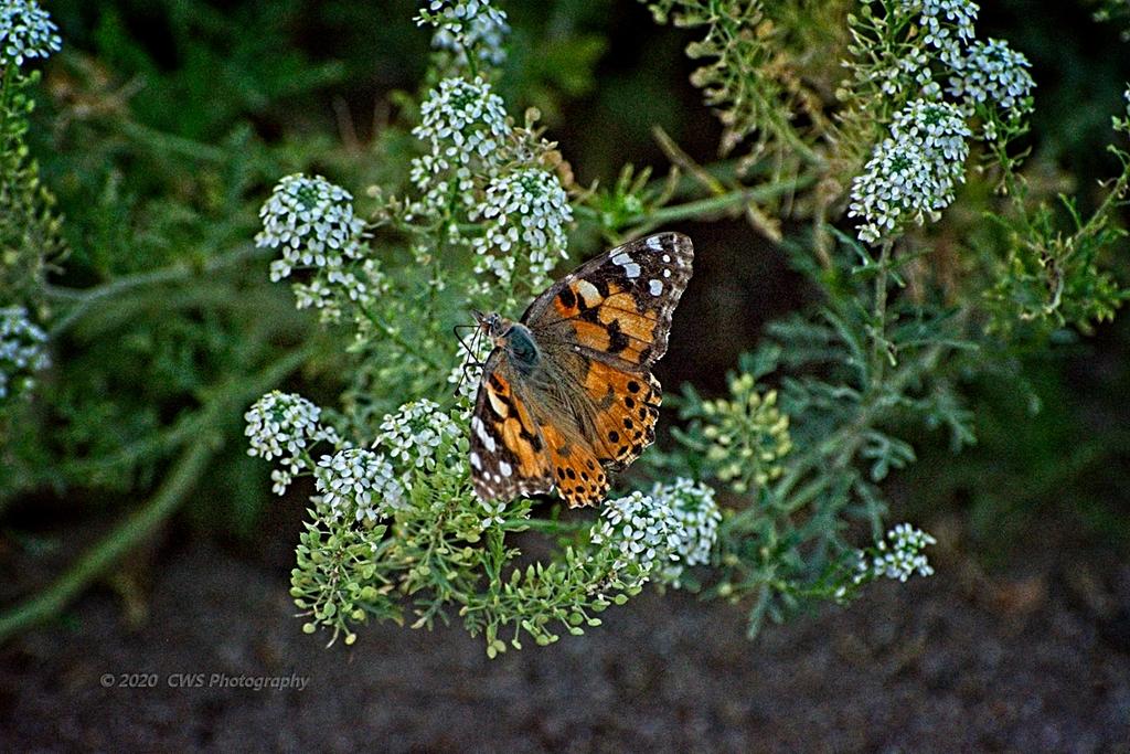 07-31-2020-cr_D7K3621-ON1.jpg