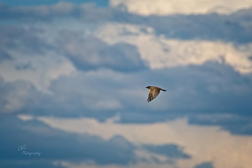 08-12-21-CR-_D501776-ON1.jpg