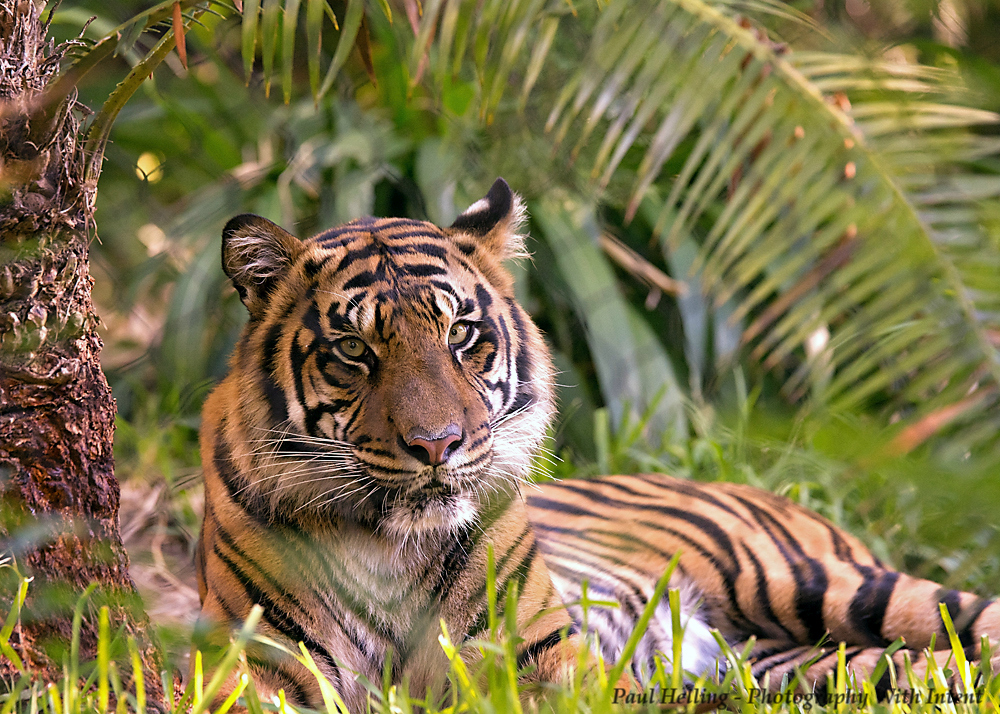 08 November 2015 (1) - Big Kitty.jpg