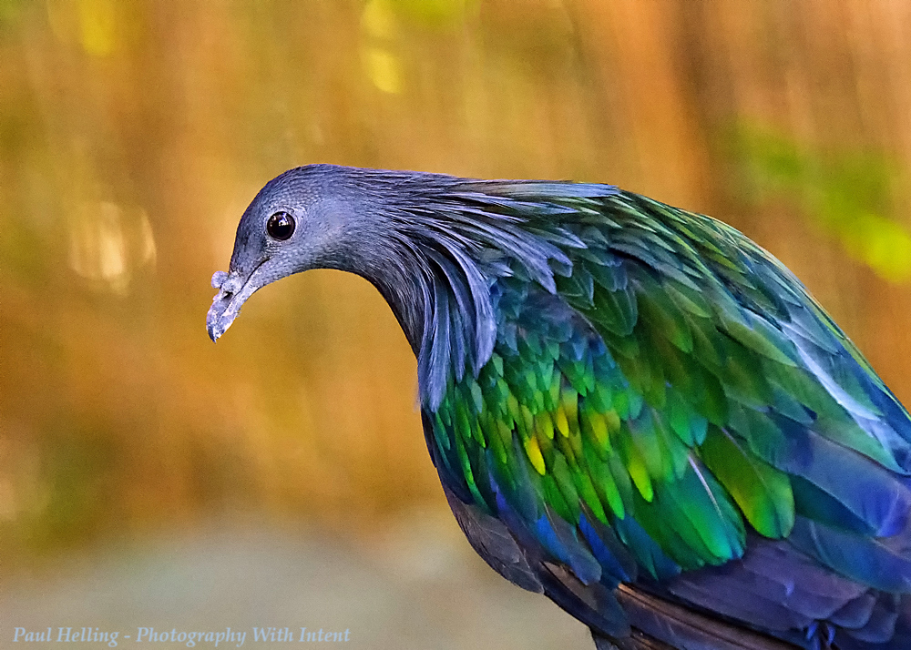 08 November 2015 (2) - Pretty Bird.jpg