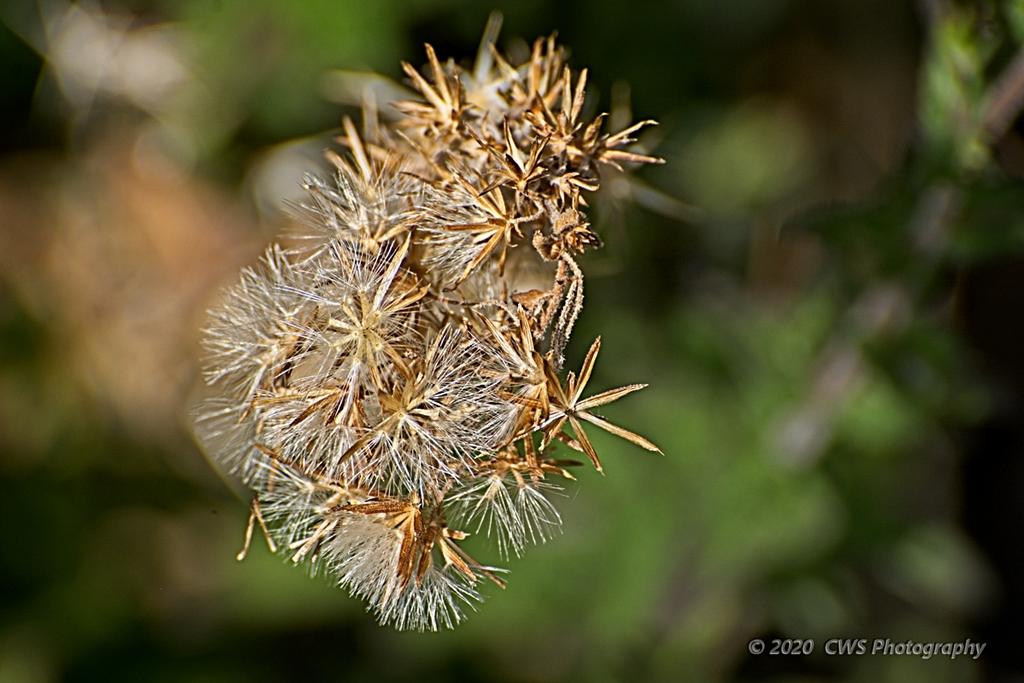 09-16-2020-cr_D7K4043-ON1.jpg