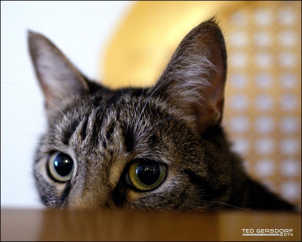 09-19-14 Bill the Cat   2_2362.jpg