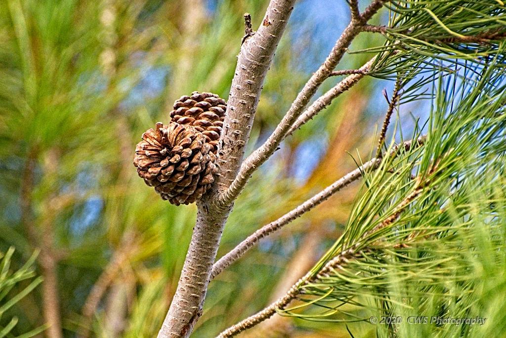 09-22-2020-cr_D7K4088-ON1.jpg