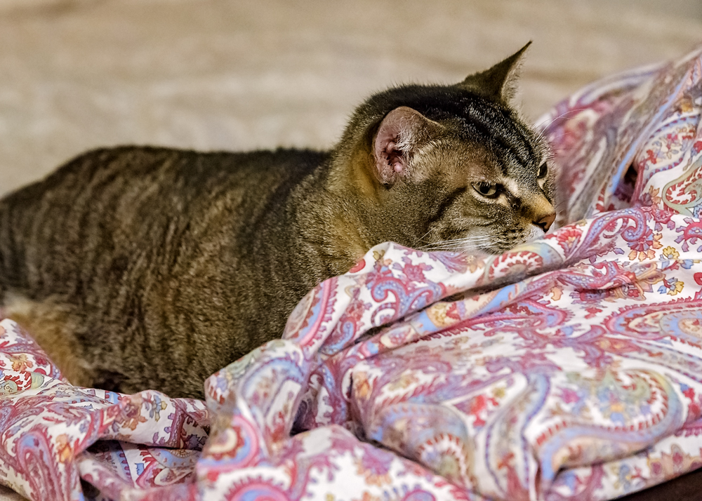 09 April 2016 - Presenting Bonsai Puss.jpg
