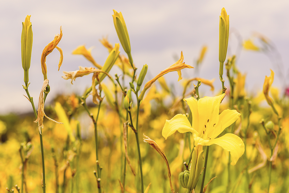 09 June 2015 - The Color Yellow.jpg