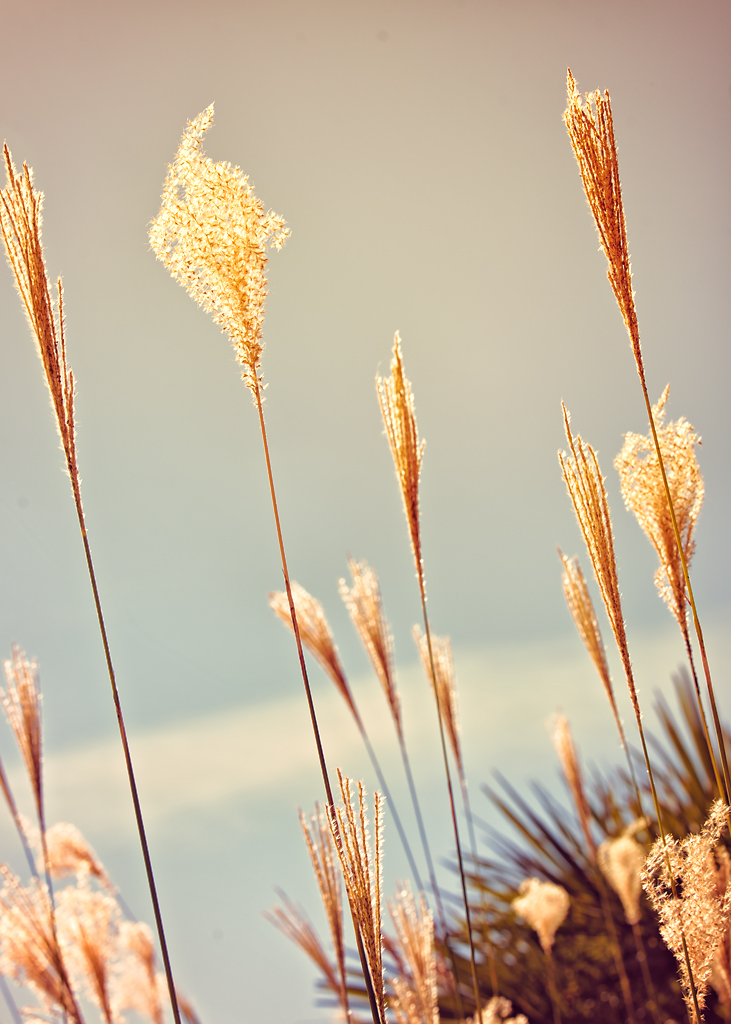 09 October 2015 - Flowin' With the Blowin' II.jpg