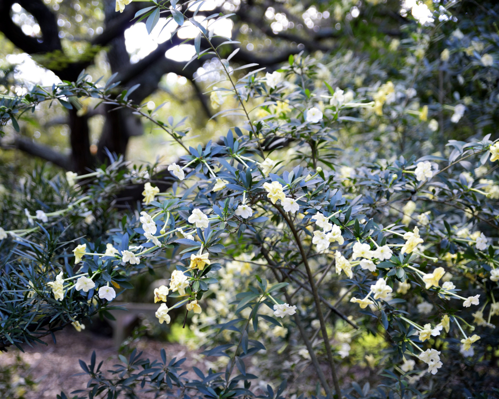 1-10-17 Tamron Tests 18Small_2251CMA  8-28-2015.JPG