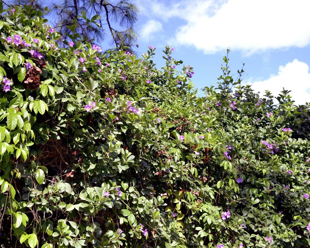 1-10-17 Tamron Tests 2Small_2235CMA  8-28-2015.JPG 1-10-17 Tamron Tests 2Small_2235CMA  8-28-2015.JPG