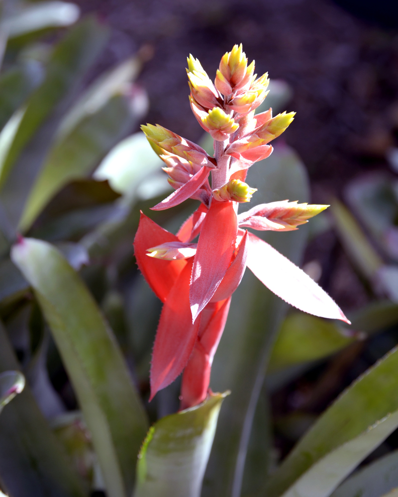 1-10-17 Tamron Tests 3Small_2236CMA  8-28-2015.JPG 1-10-17 Tamron Tests 3Small_2236CMA  8-28-2015.JPG