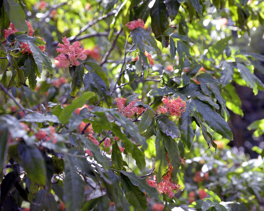 1-10-17 Tamron Tests 4Small_2237CMA  8-28-2015.JPG 1-10-17 Tamron Tests 4Small_2237CMA  8-28-2015.JPG