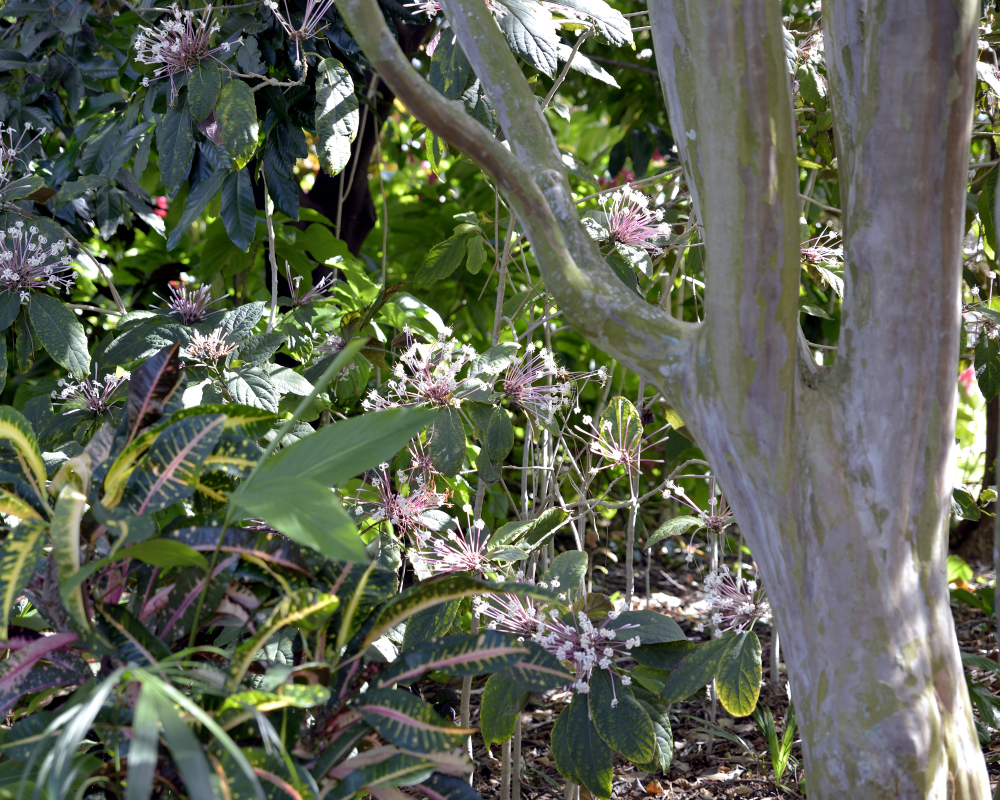 1-10-17 Tamron Tests 5Small_2238CMA  8-28-2015.JPG 1-10-17 Tamron Tests 5Small_2238CMA  8-28-2015.JPG