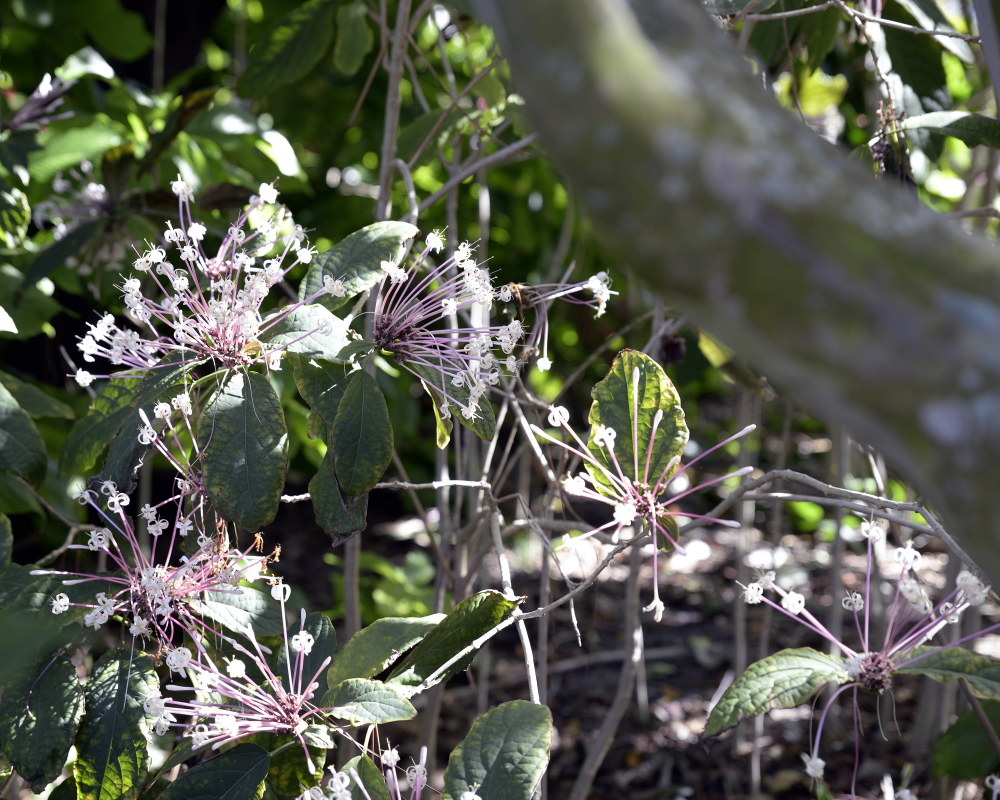 1-10-17 Tamron Tests 6Small_2239CMA  8-28-2015.JPG 1-10-17 Tamron Tests 6Small_2239CMA  8-28-2015.JPG